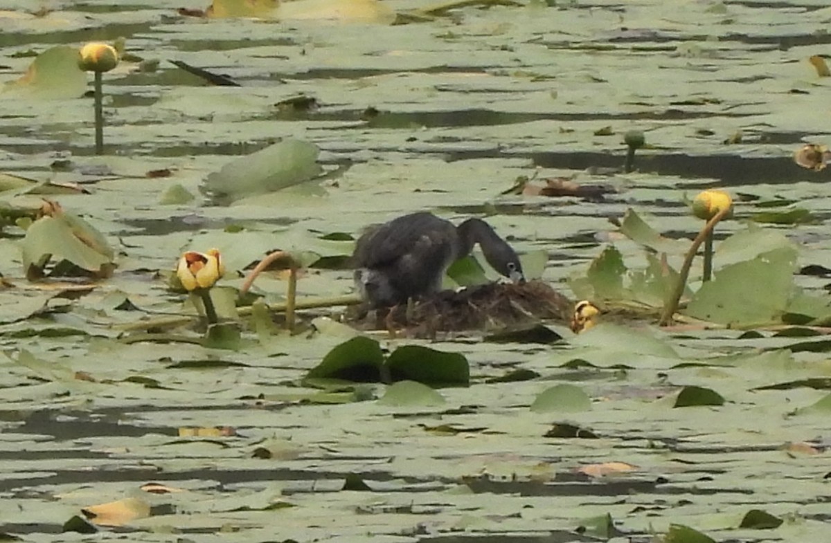 Pied-billed Grebe - ML638790533