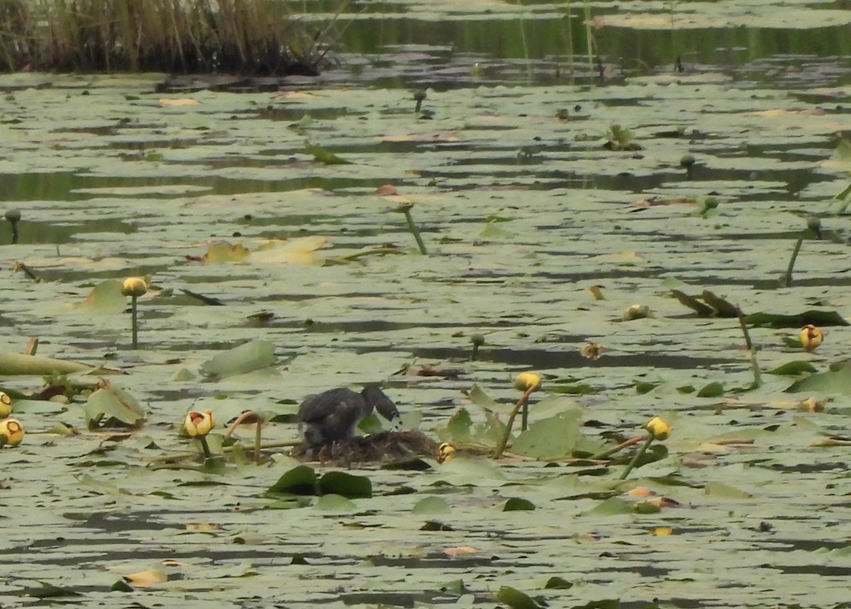 Pied-billed Grebe - ML638790534