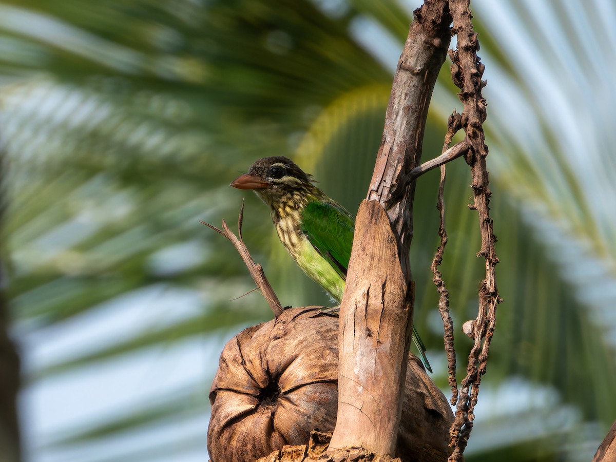 White-cheeked Barbet - ML638790536
