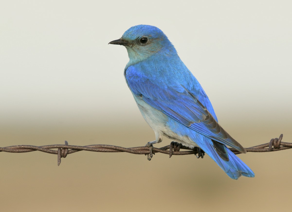 Mountain Bluebird - ML638790537