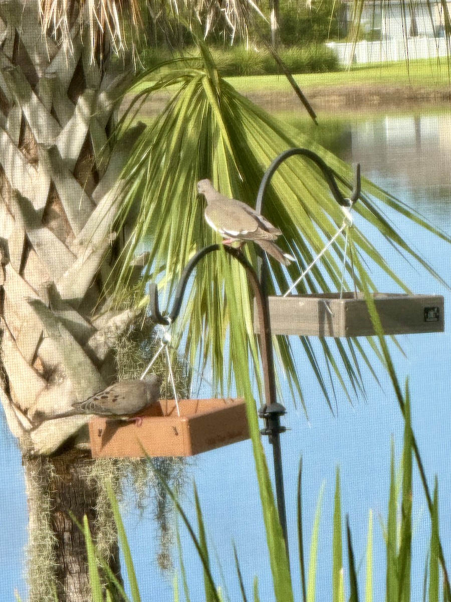 White-winged Dove - ML638790541