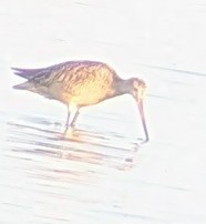 Marbled Godwit - ML638790542