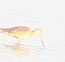 Marbled Godwit - ML638790543