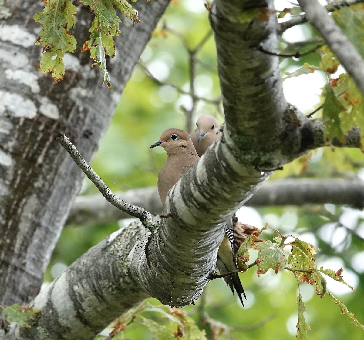 Mourning Dove - ML638790544