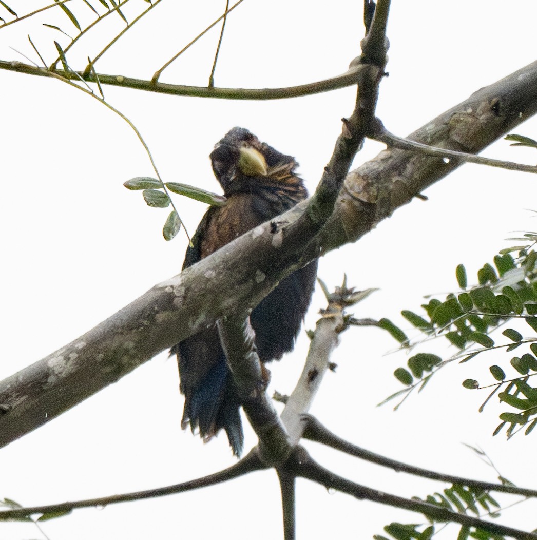 Bronze-winged Parrot - ML638790560