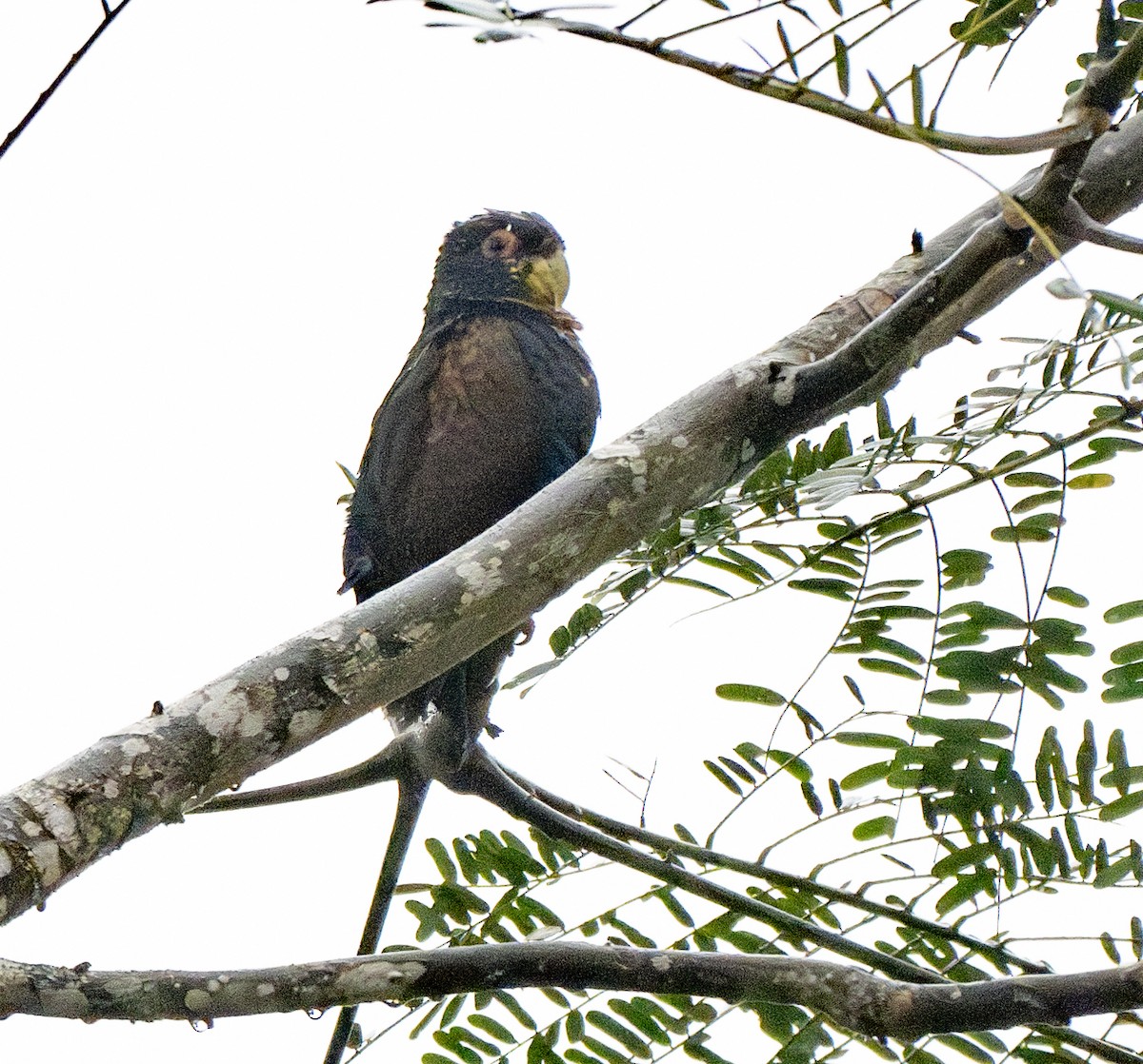 Bronze-winged Parrot - ML638790562