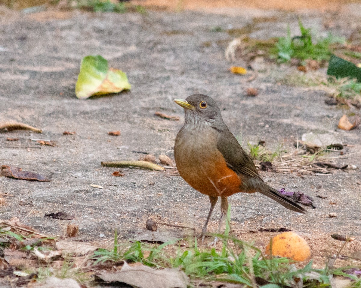 Rufous-bellied Thrush - ML638790578