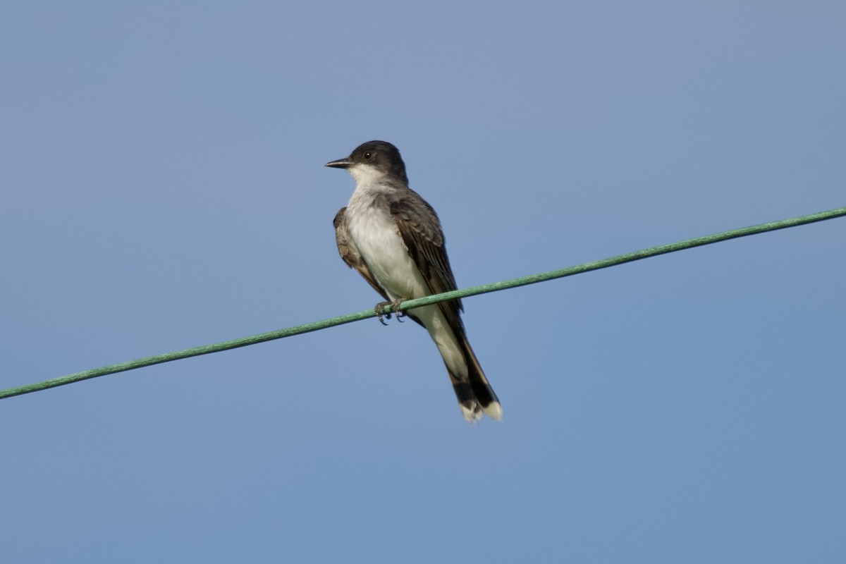 Eastern Kingbird - ML638790581