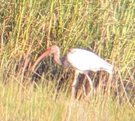 White Ibis - ML638790582