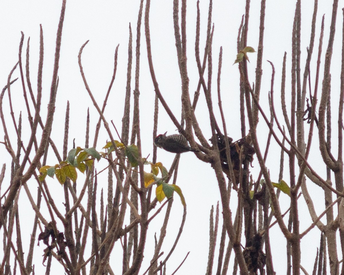 White-barred Piculet - ML638790583