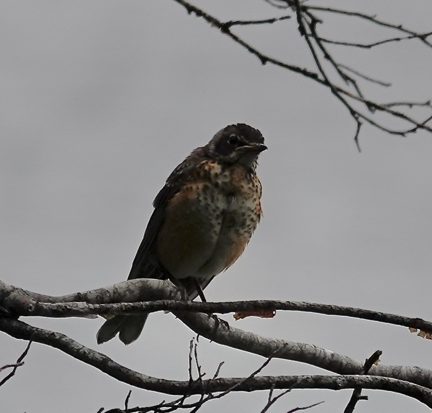 American Robin - ML638790584