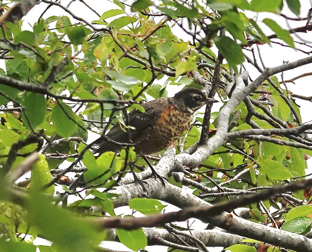 American Robin - ML638790585