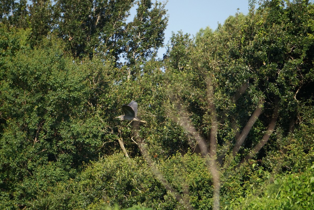 Yellow-crowned Night Heron - ML638790589