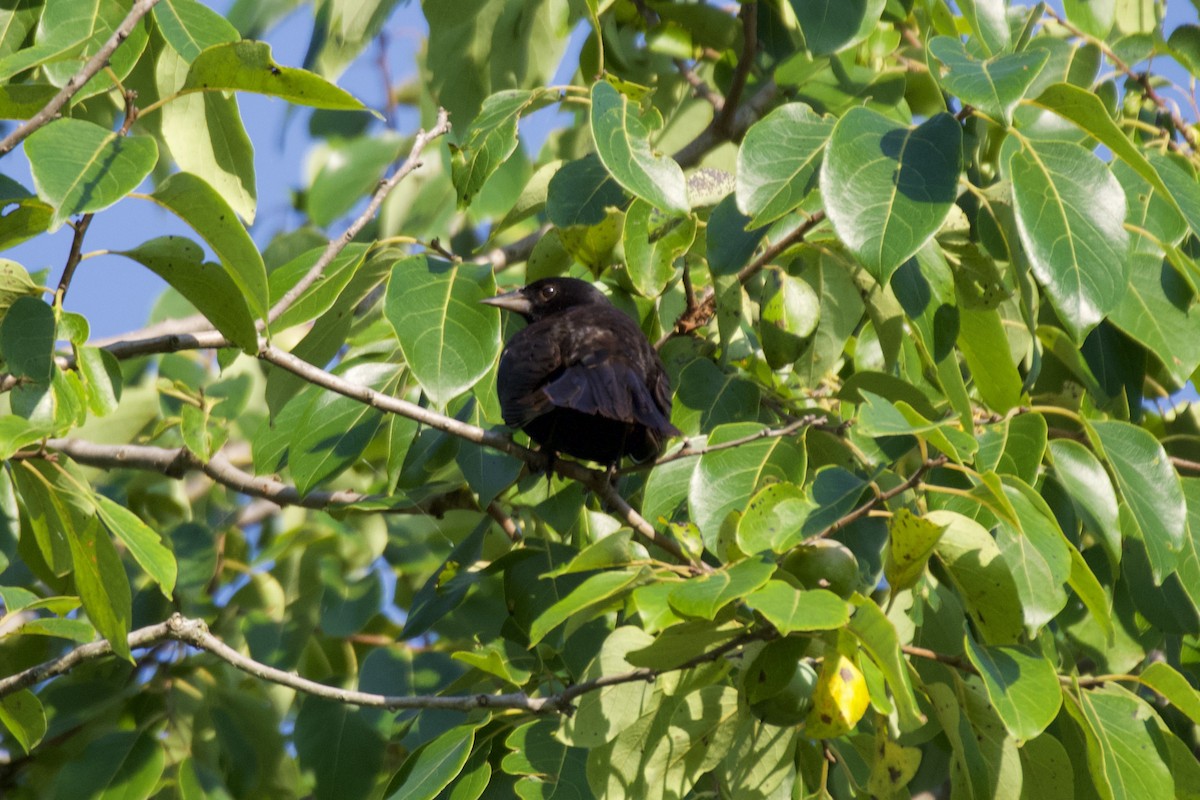 Red-winged Blackbird - ML638790590