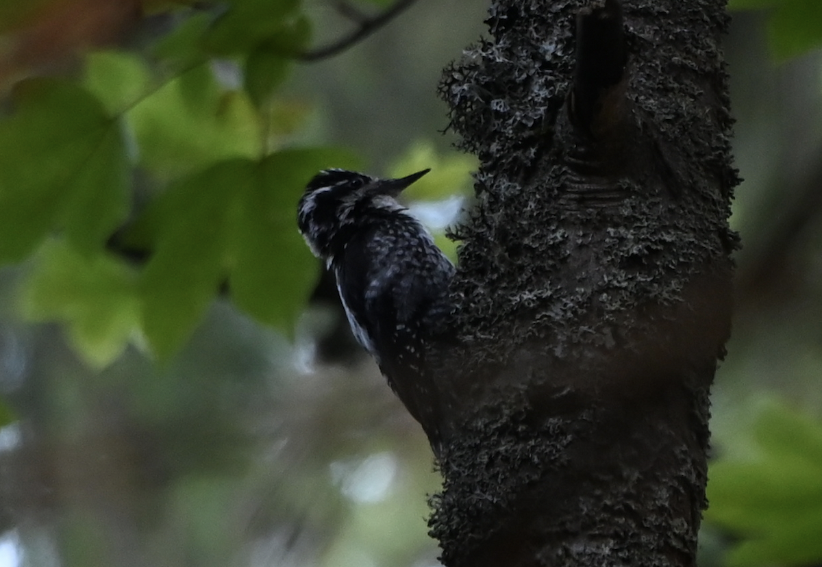 datlík tříprstý - ML638790591