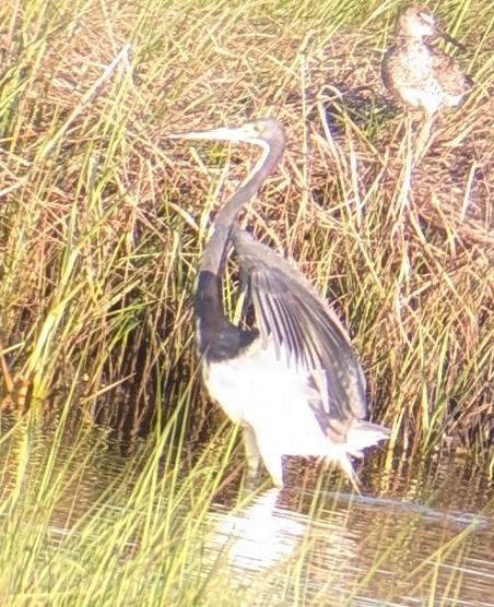 Tricolored Heron - ML638790593