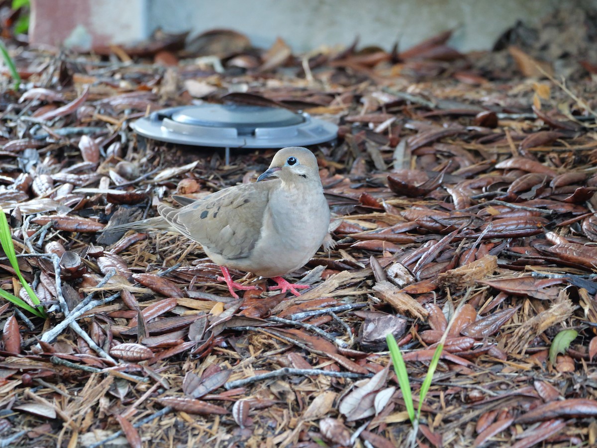 Mourning Dove - ML638790597