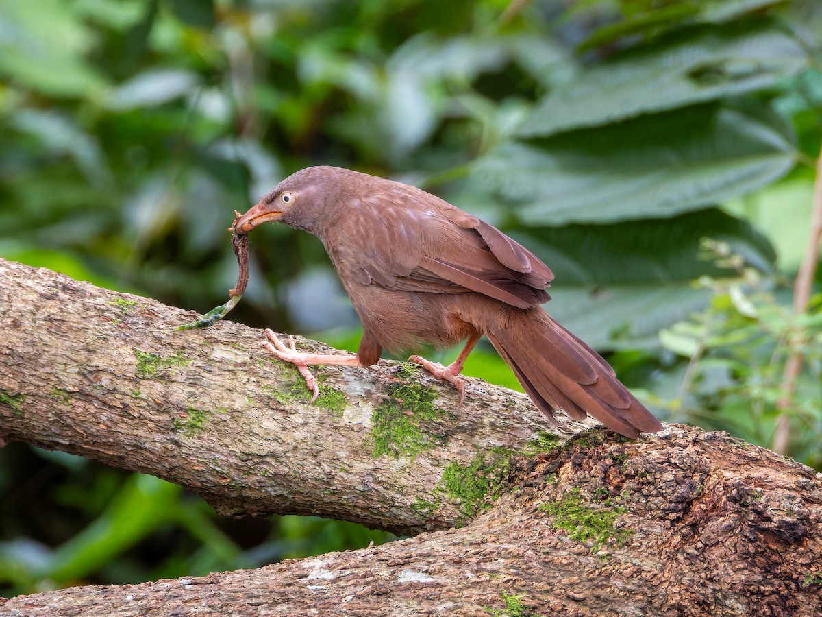 Jungle Babbler - ML638790598