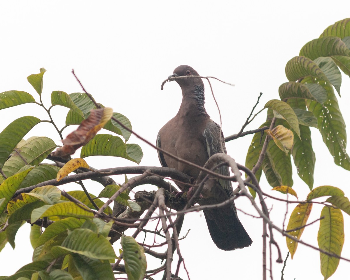 Picazuro Pigeon - ML638790599