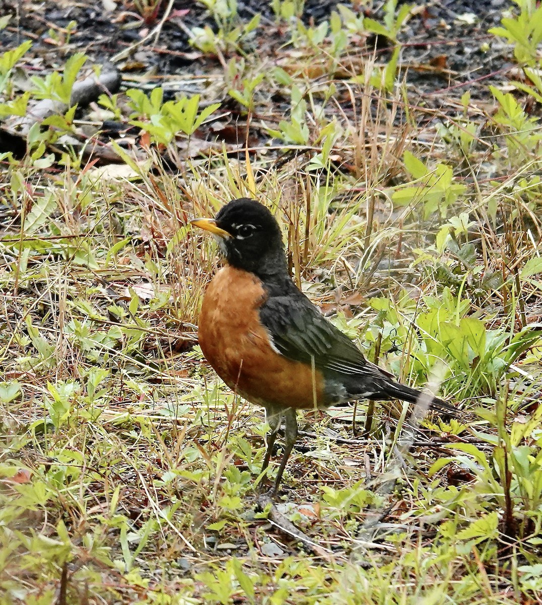 American Robin - ML638790600