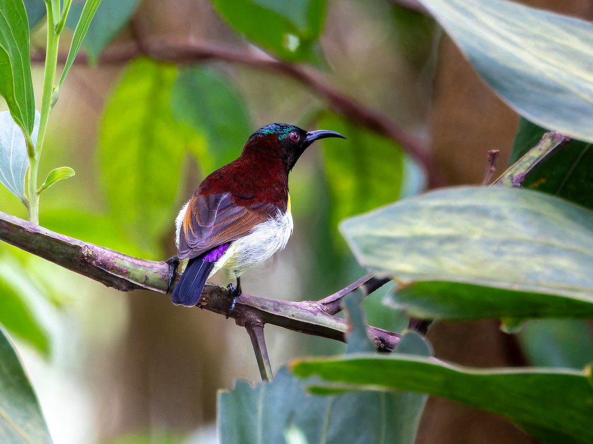 Purple-rumped Sunbird - ML638790601