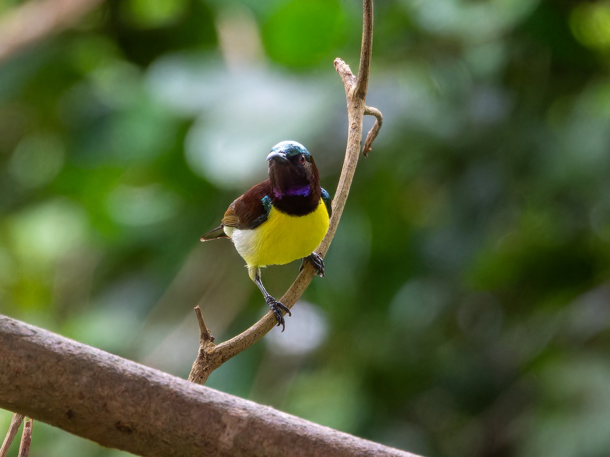 Purple-rumped Sunbird - ML638790602