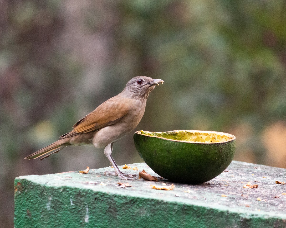 Pale-breasted Thrush - ML638790604