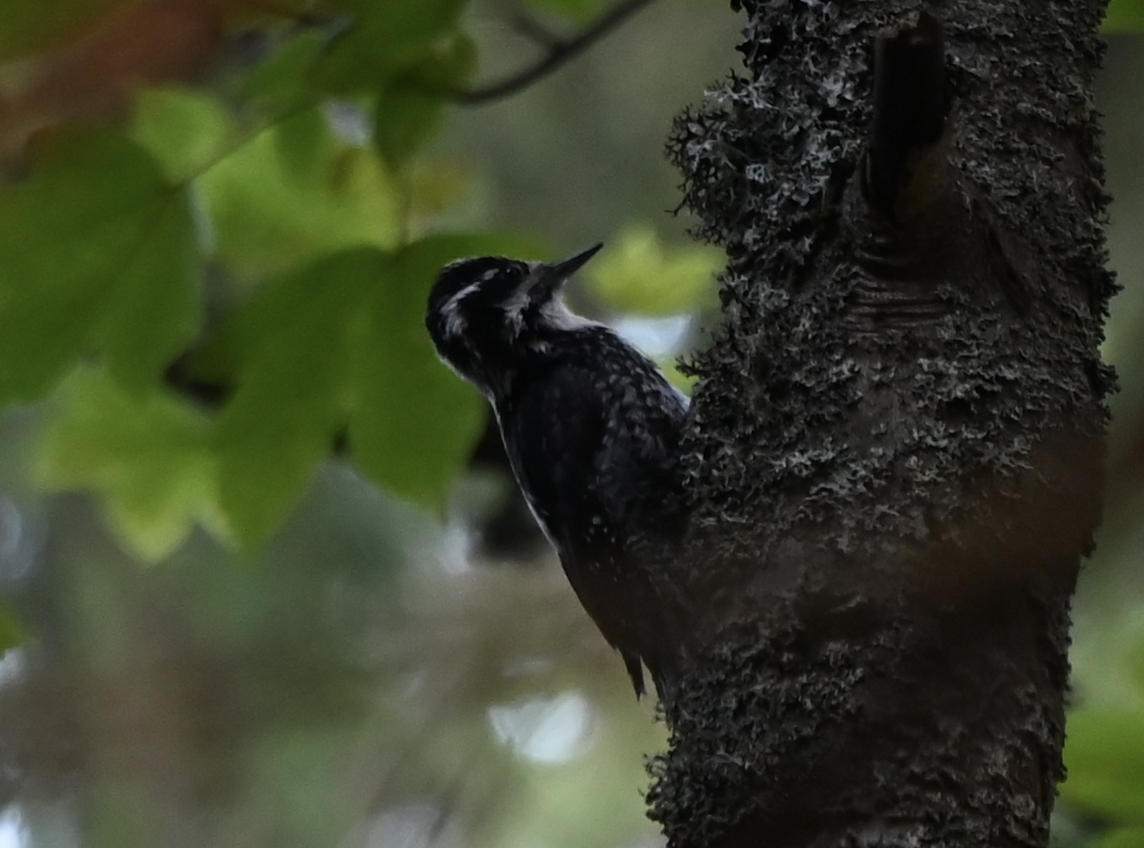 datlík tříprstý - ML638790605