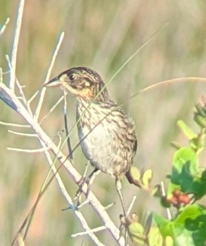 Seaside Sparrow - ML638790608