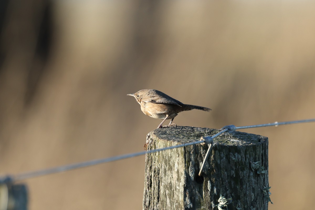 Southern House Wren - ML638790609