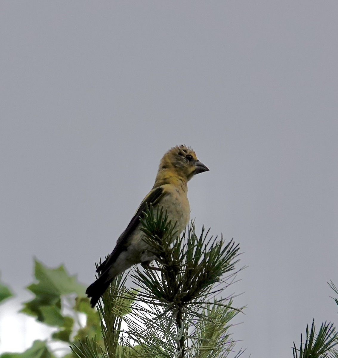 Evening Grosbeak - ML638790613