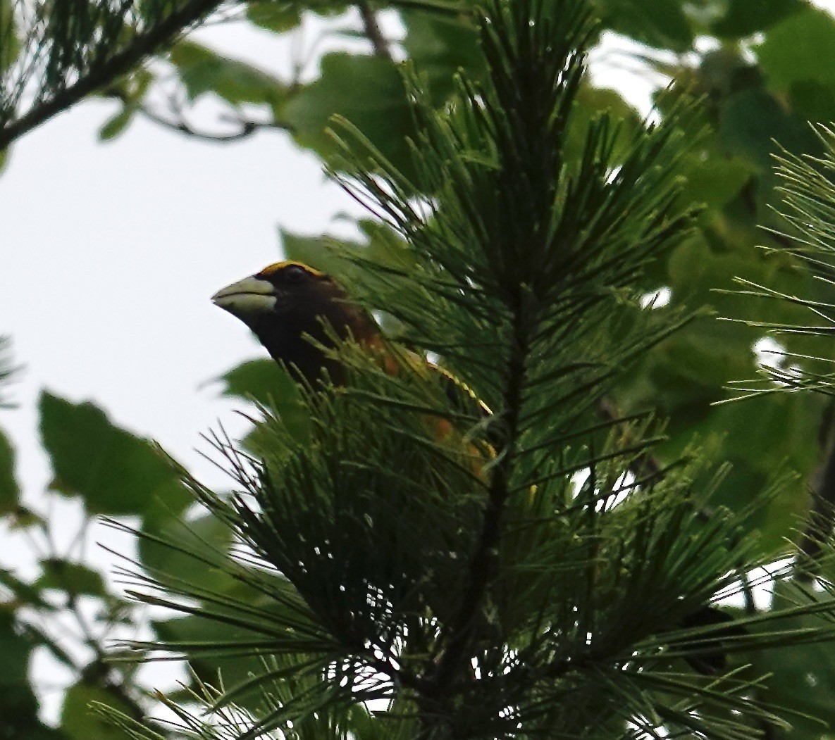Evening Grosbeak - ML638790614