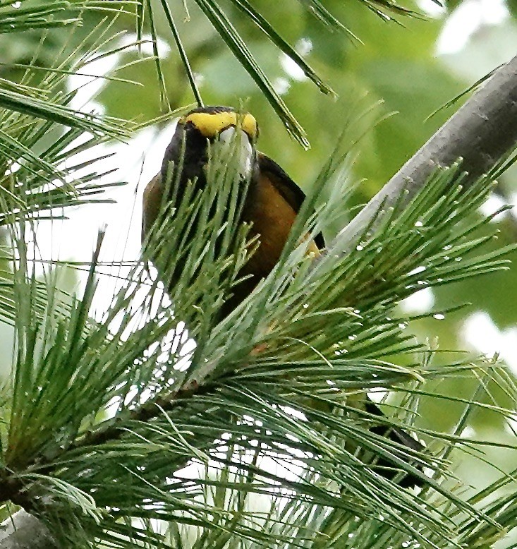 Evening Grosbeak - ML638790615