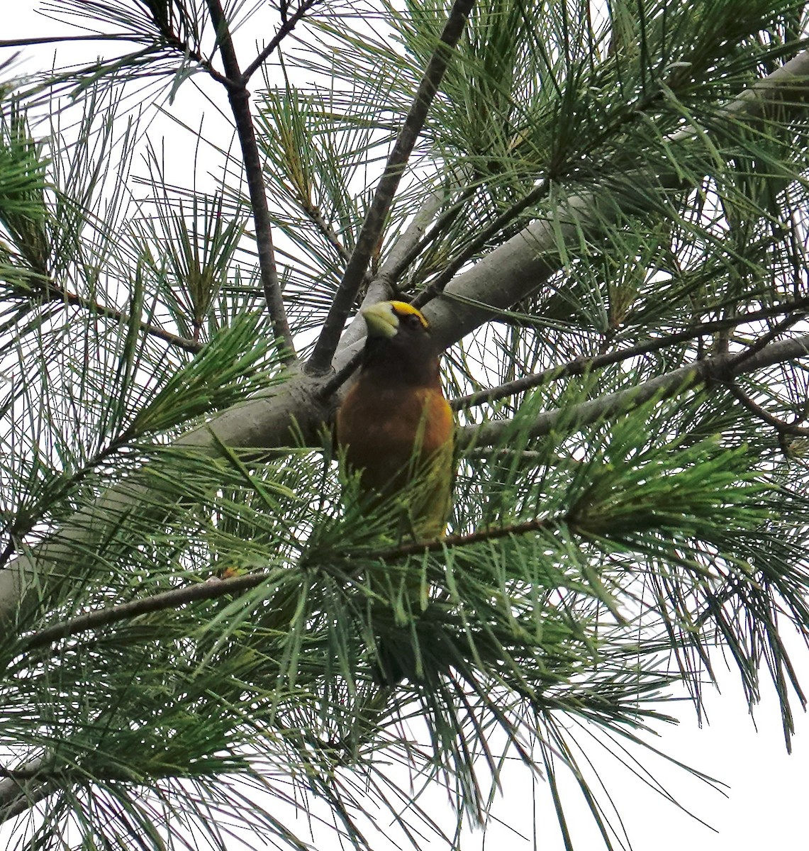 Evening Grosbeak - ML638790617