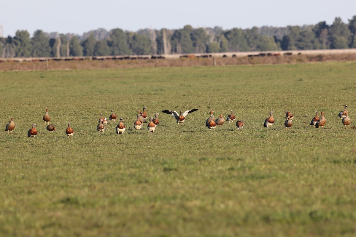 Ashy-headed Goose - ML638790645