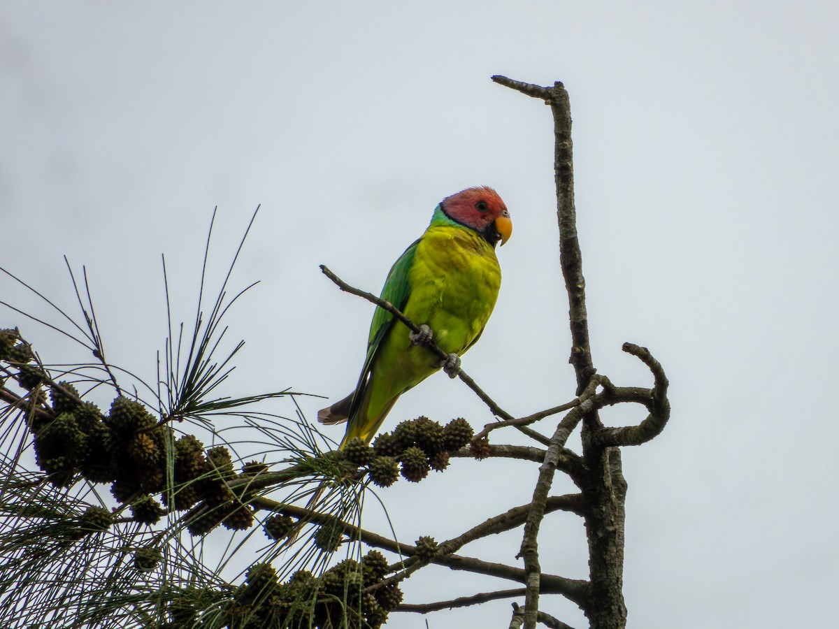 コセイインコ - ML638790657