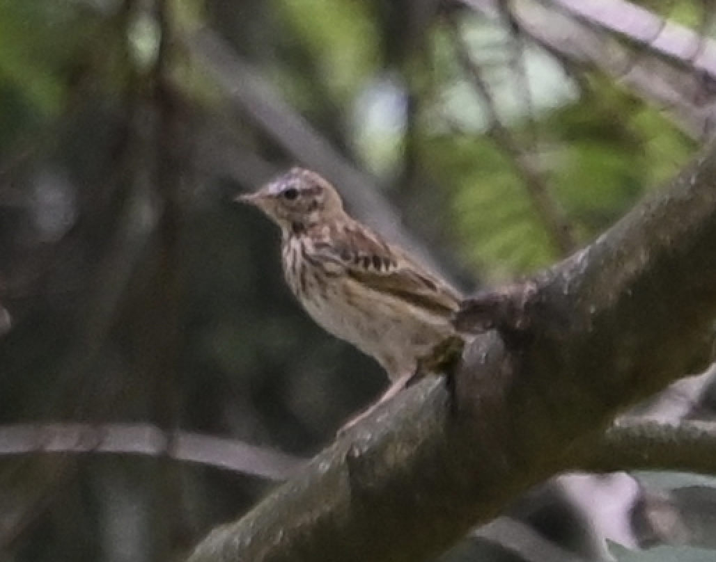 linduška lesní - ML638790696