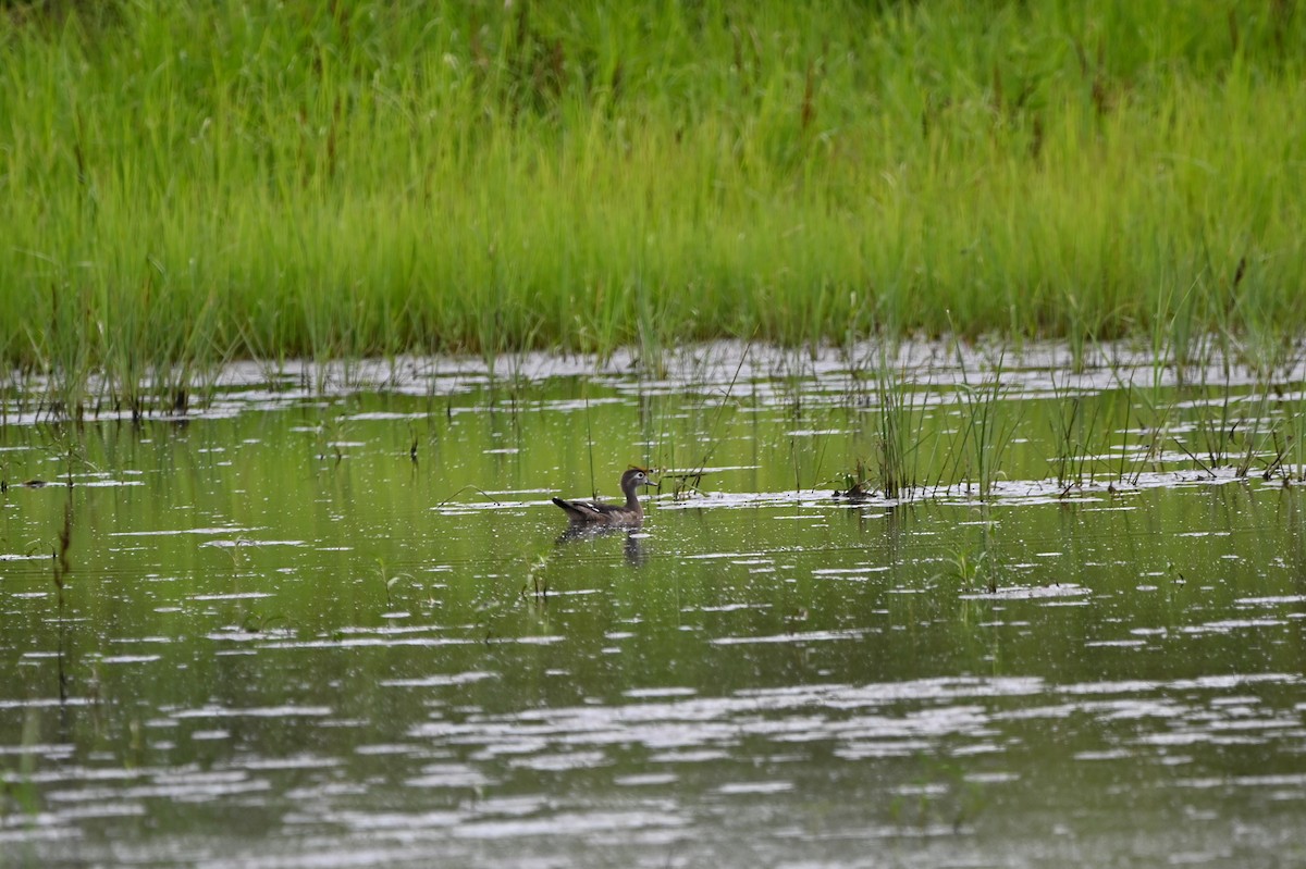Wood Duck - ML638790702