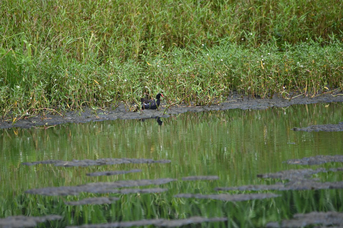 Common Gallinule - ML638790704