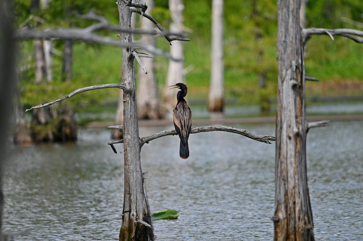 Anhinga - ML638790705