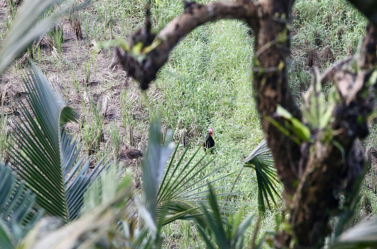 Green Junglefowl - ML638790706