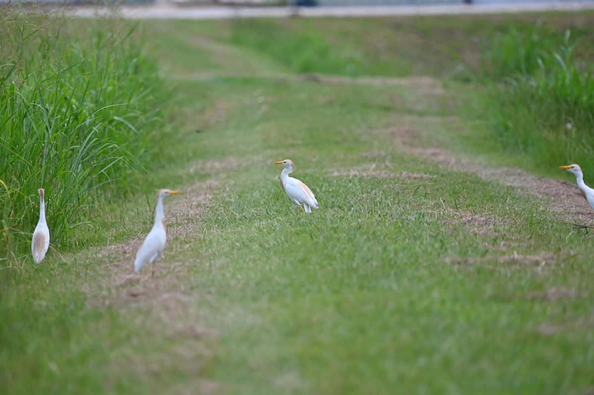 Western Cattle-Egret - ML638790708