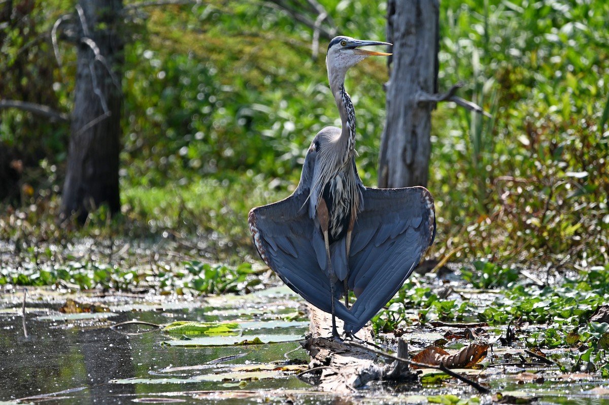Great Blue Heron - ML638790709