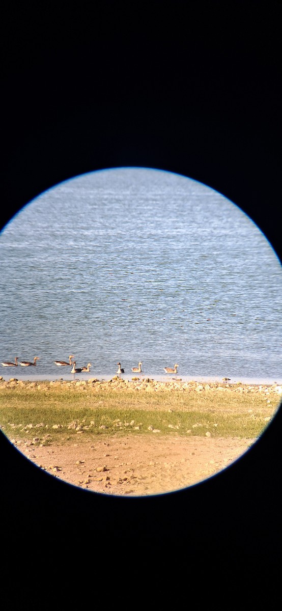 Graylag Goose - ML638790710