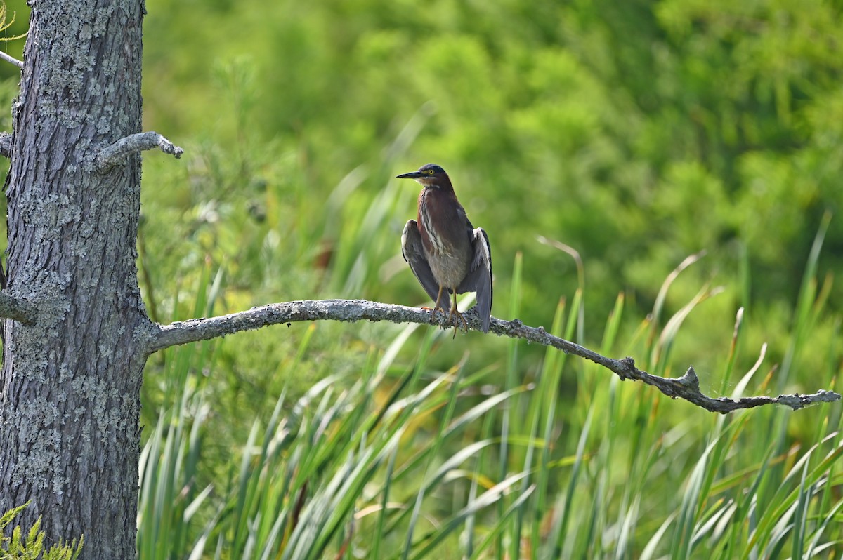 Green Heron - ML638790713