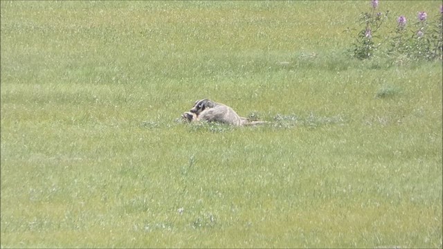 American Badger - ML638790737