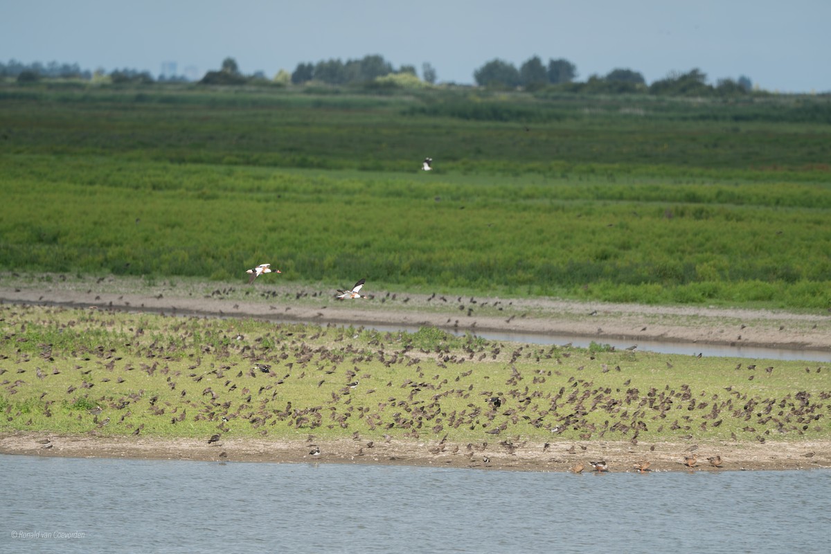 Common Shelduck - ML638790785