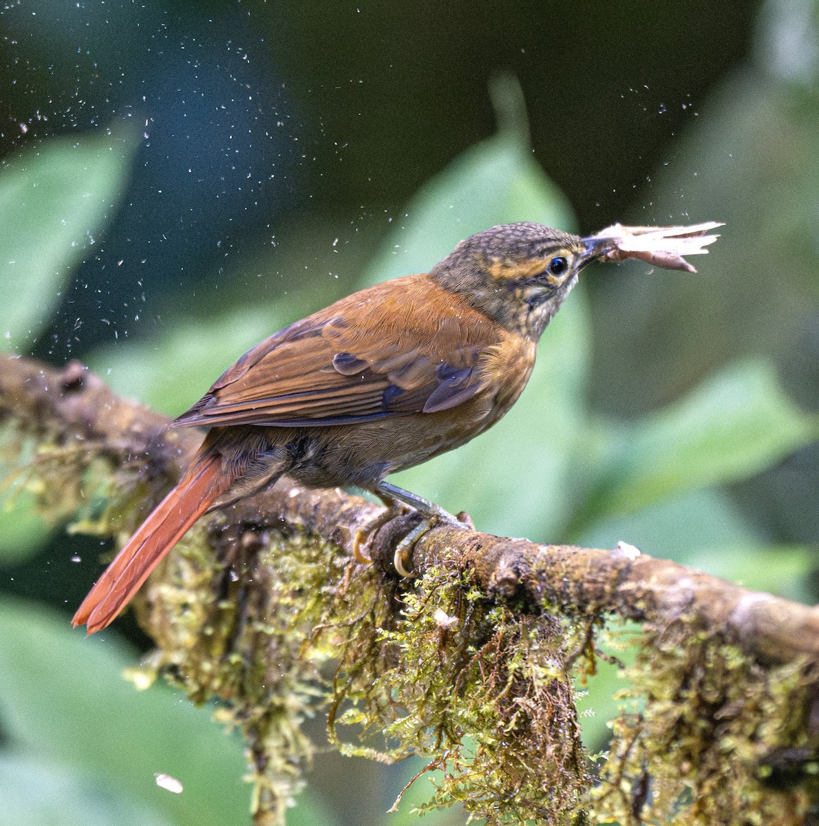 ウロコノドカマドドリ（temporalis） - ML638790791