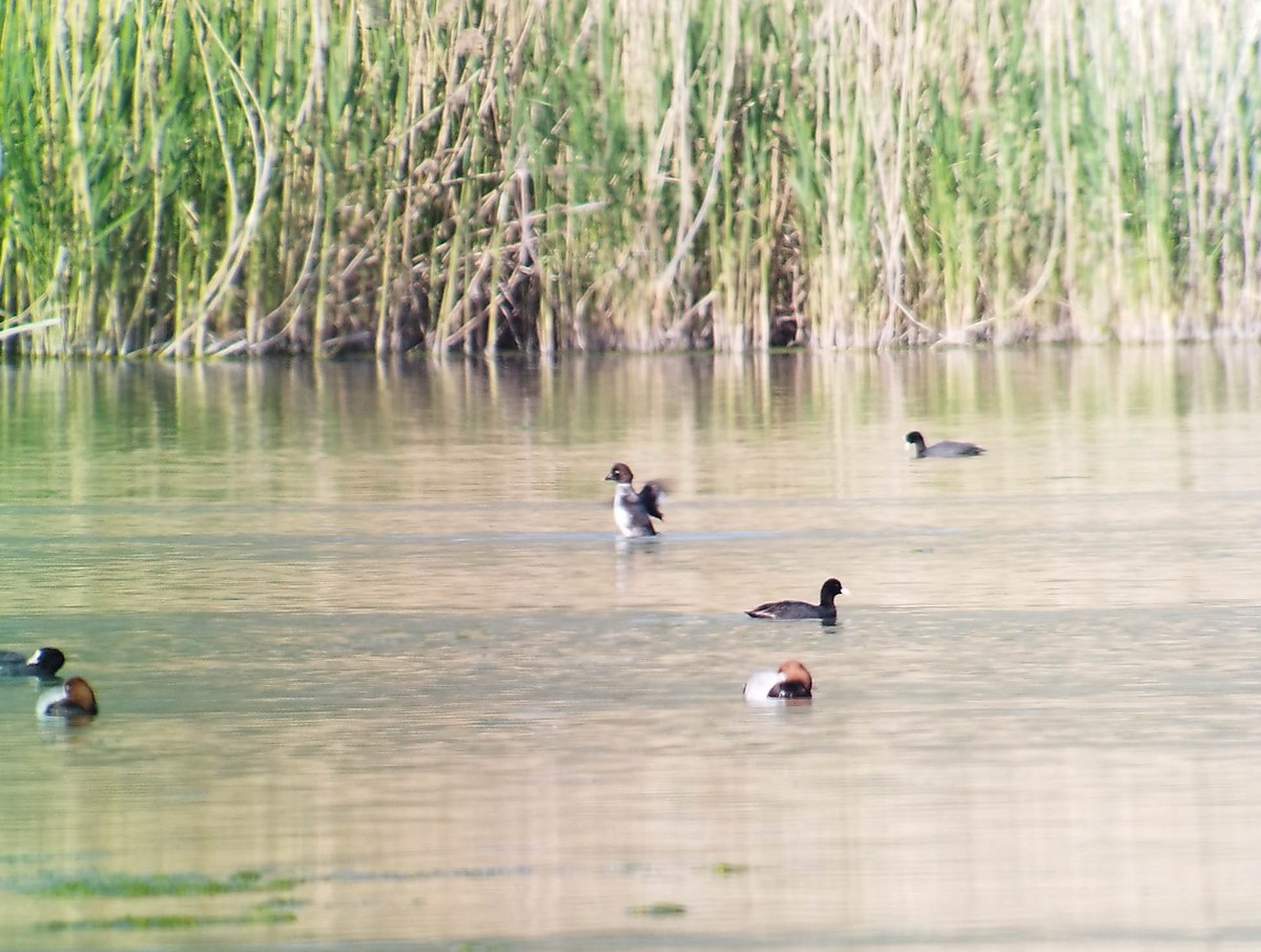 Common Goldeneye - ML638790796
