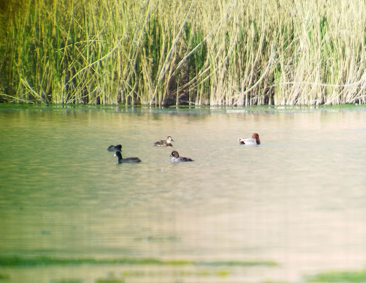 Common Goldeneye - ML638790797